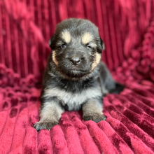 German Shepherd Dog Puppy Zena