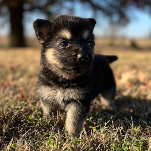 German Shepherd Dog Puppy Zena