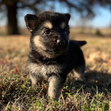 German Shepherd Dog Puppy Zena