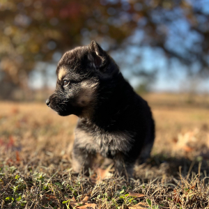 German Shepherd Dog Puppy Zena
