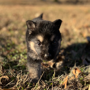 German Shepherd Dog Puppy Zena
