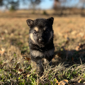 German Shepherd Dog Puppy Zena