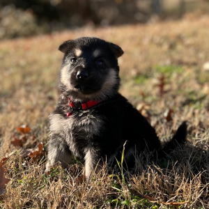 German Shepherd Dog Puppy Zane