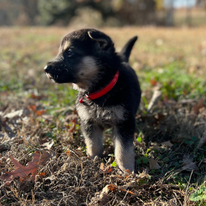 German Shepherd Dog Puppy Zane