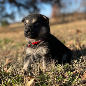 German Shepherd Dog Puppy Zane