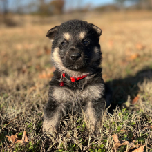 German Shepherd Dog Puppy Zane