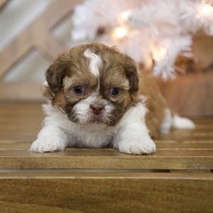 Shih Tzu Puppy Tatum