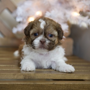 Shih Tzu Puppy Tatum