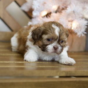 Shih Tzu Puppy Tatum