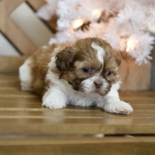 Shih Tzu Puppy Tatum