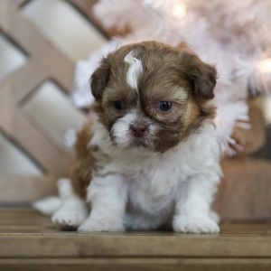 Shih Tzu Puppy Tatum