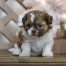Shih Tzu Puppy Tatum