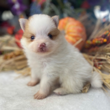 Pomeranian Puppy Theo