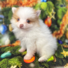Pomeranian Puppy Theo