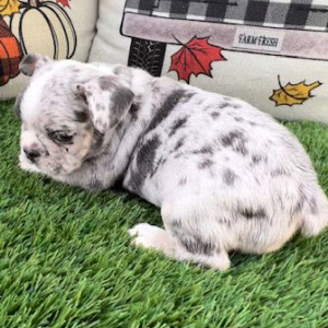 French Bulldog Puppy Juniper
