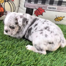 French Bulldog Puppy Juniper