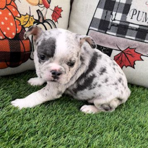 French Bulldog Puppy Juniper