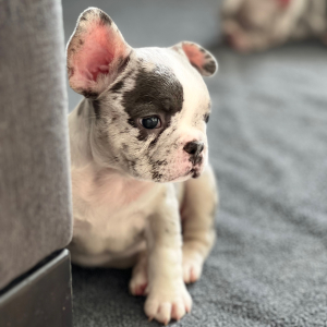French Bulldog Puppy Juniper