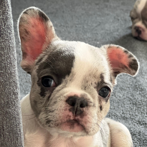 French Bulldog Puppy Juniper