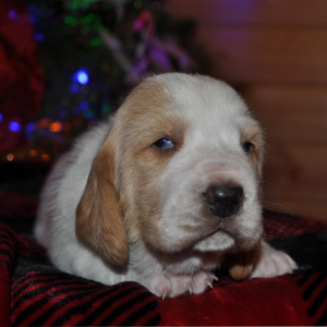 Basset Hound Puppy Honey bun