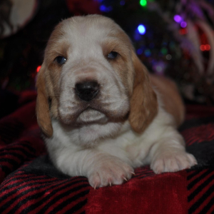 Basset Hound Puppy Honey bun