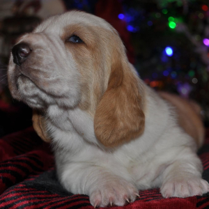 Basset Hound Puppy Honey bun