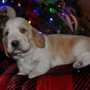 Basset Hound Puppy Honey bun