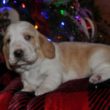 Basset Hound Puppy Honey bun
