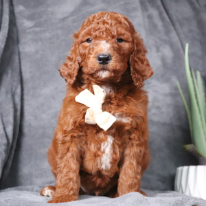 Poodle Puppy Cain
