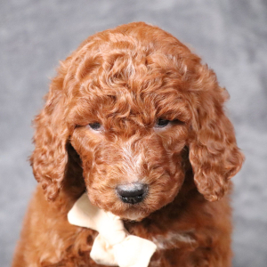 Poodle Puppy Cain