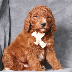 Poodle Puppy Cain