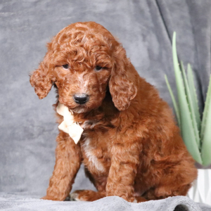 Poodle Puppy Cain