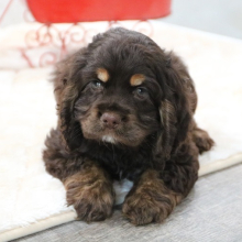 Cocker Spaniel Puppy Dove