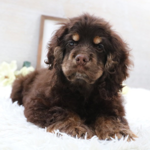 Cocker Spaniel Puppy Dove