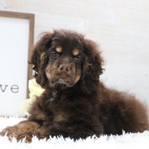 Cocker Spaniel Puppy Dove