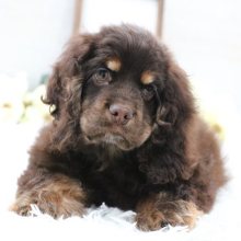 Cocker Spaniel Puppy Dove
