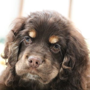 Cocker Spaniel Puppy Dove