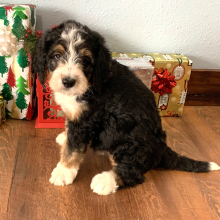 Bernedoodle Puppy Cooper