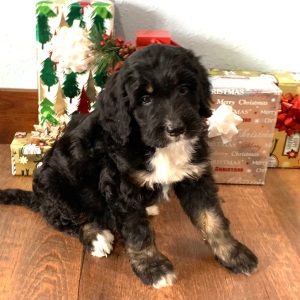Bernedoodle Puppy Cassie