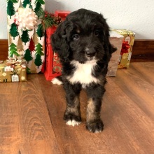 Bernedoodle Puppy Cassie