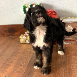 Bernedoodle Puppy Cassie