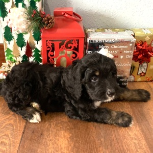 Bernedoodle Puppy Cassie