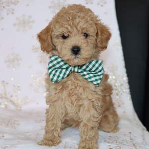 Poodle Puppy Lennox