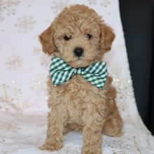 Poodle Puppy Lennox
