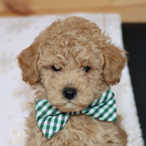 Poodle Puppy Lennox