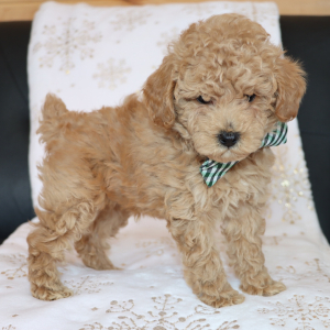 Poodle Puppy Lennox