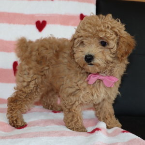 Poodle Puppy Lennox