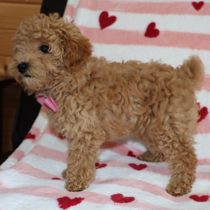 Poodle Puppy Lennox