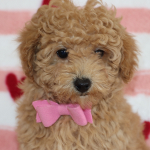 Poodle Puppy Lennox