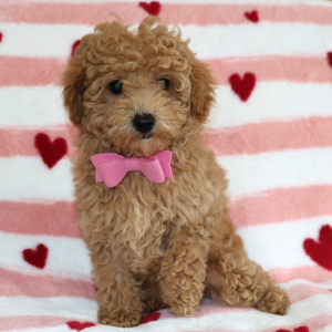 Poodle Puppy Lennox